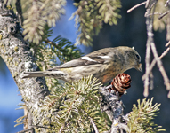 White winged Crossbill 5545